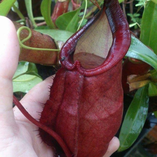 Cây nắp ấm N. mirabilis x kampotiana clone ấm to