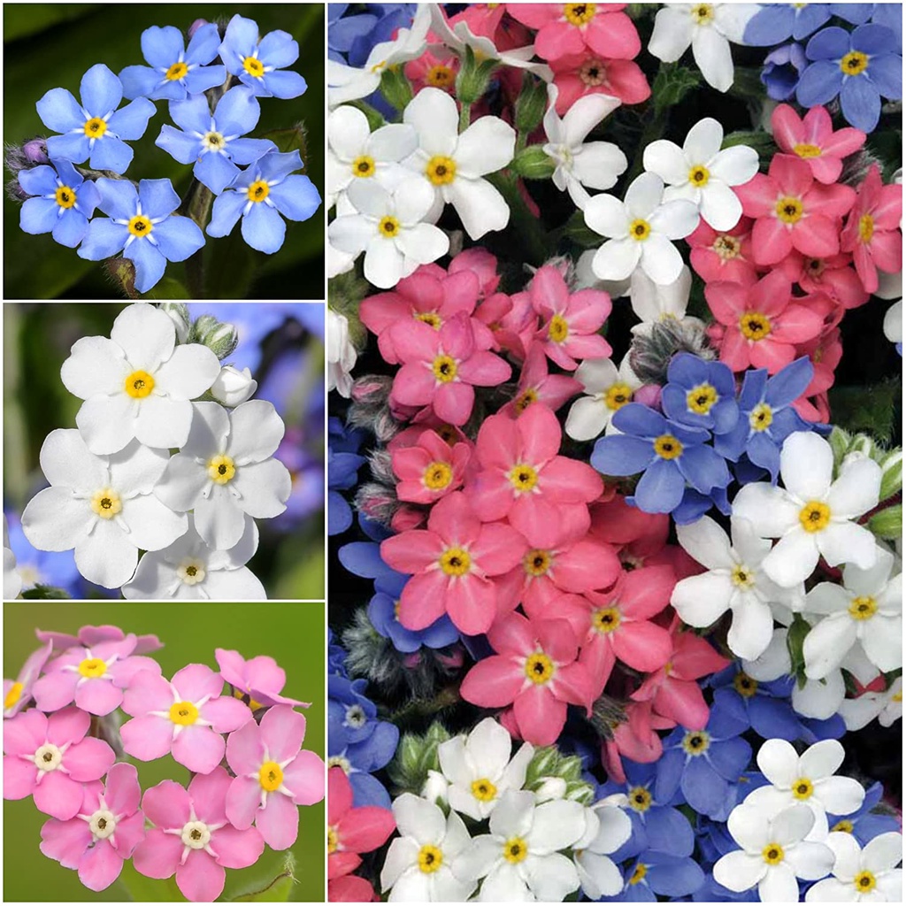 HẠT GIỐNG HOA LƯU LY NHIỀU MÀU Hỗn hợp màu Forget-Me-Not (Myosotis alpestris)