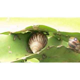 Thuốc diệt ốc bưu, ốc sên  trên hoa kiểng, rau màu, lúa