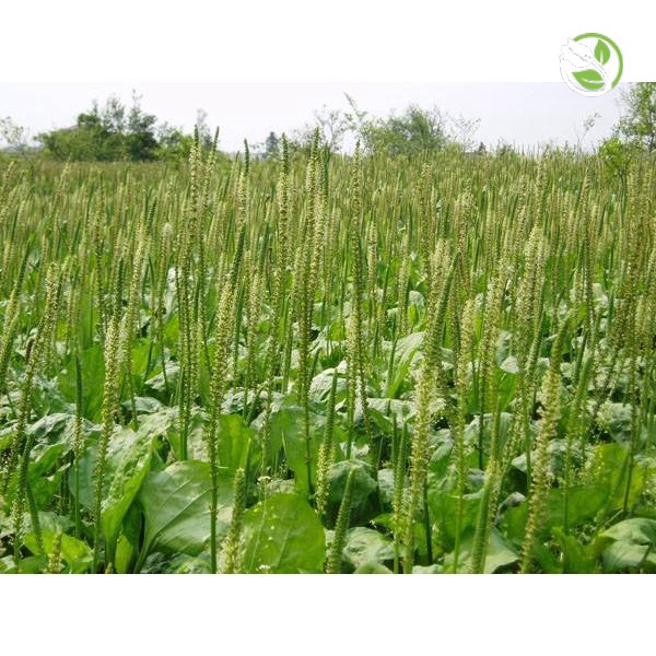 Hạt Giống Rau Mã Đề 279 Phú Nông - Gói 2g