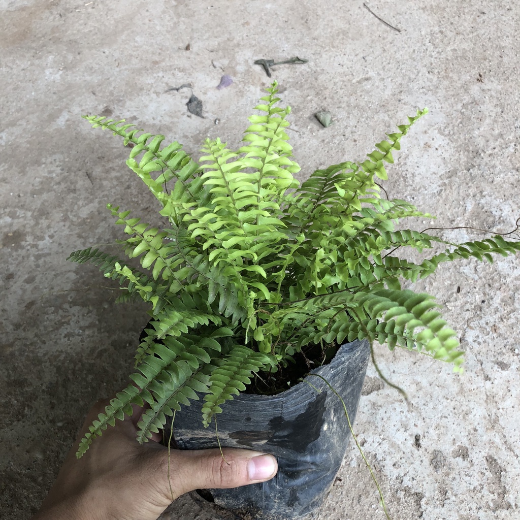 Cây dương xỉ thái rủ, Cao 20cm lá xanh tươi bụi to khỏe sức sống mãnh liệt, thích hợp trang trí nội thất
