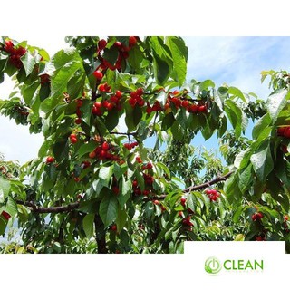 Hạt giống Anh đào (Cherry) (10 hạt)