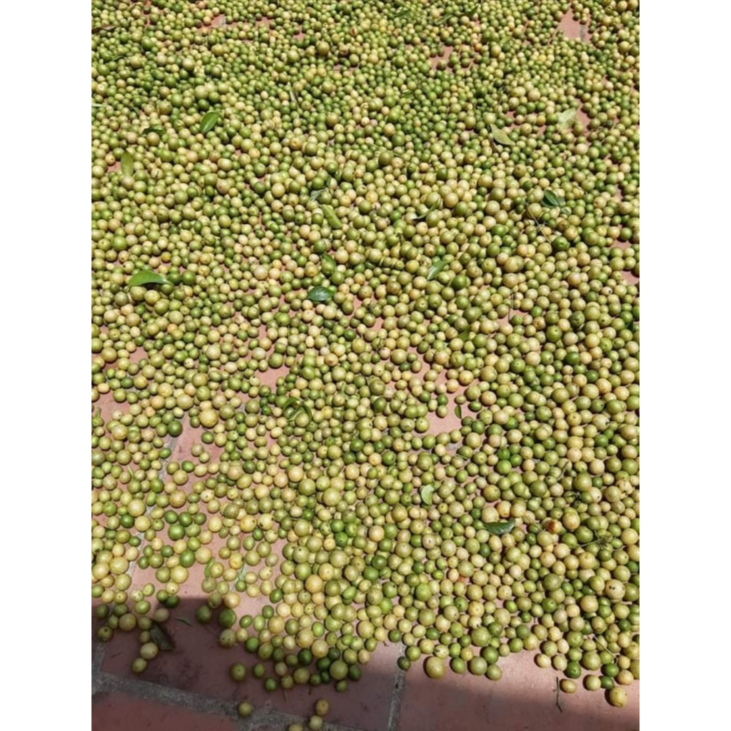 QUẢ MẮC MẬT 100G