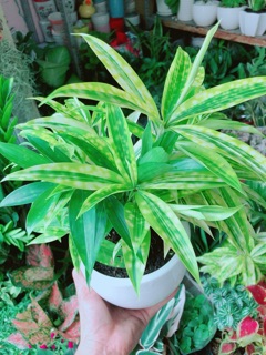 Chậu Cây Trúc Nữ Hoàng (trúc nhật)
