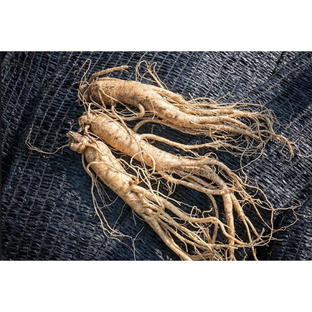 Nhân Sâm củ tươi Hàn Quốc loại 6-8 củ 1kg