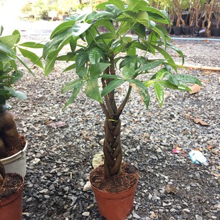 Chậu cây kim ngân xoắn - Cây phong thủy để bàn đẹp