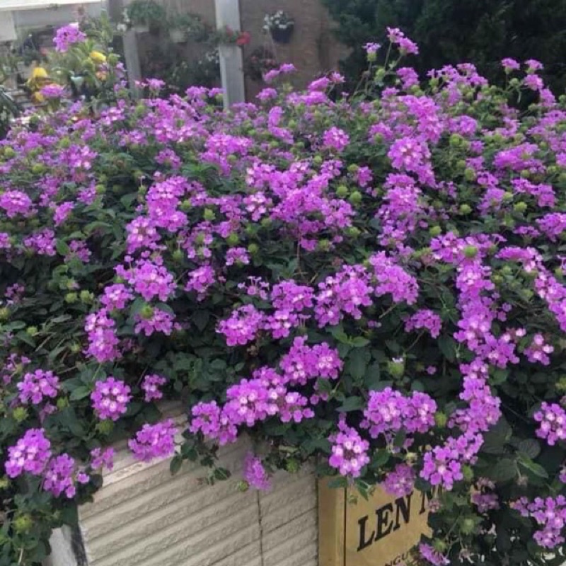 Cây ngũ sắc tím rủ