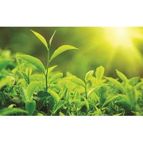 CÂY GIỐNG CHÈ XANH THÁI NGUYÊN cao gần 1m như hình.