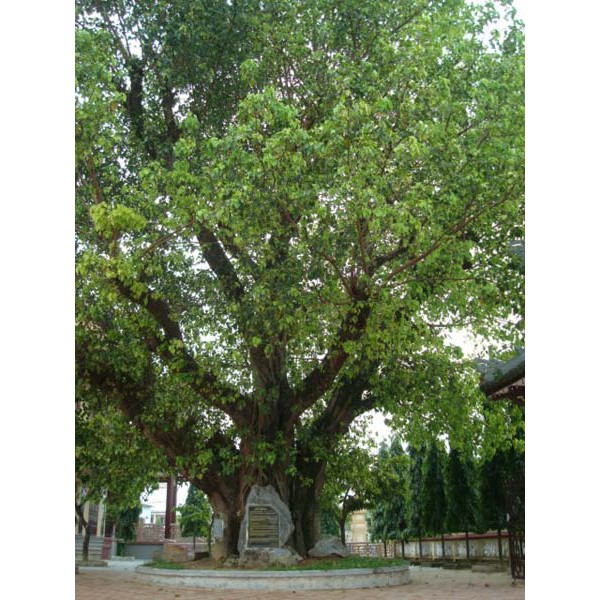 Lá bồ đề Quan Âm Bồ Tát | BigBuy360 - bigbuy360.vn