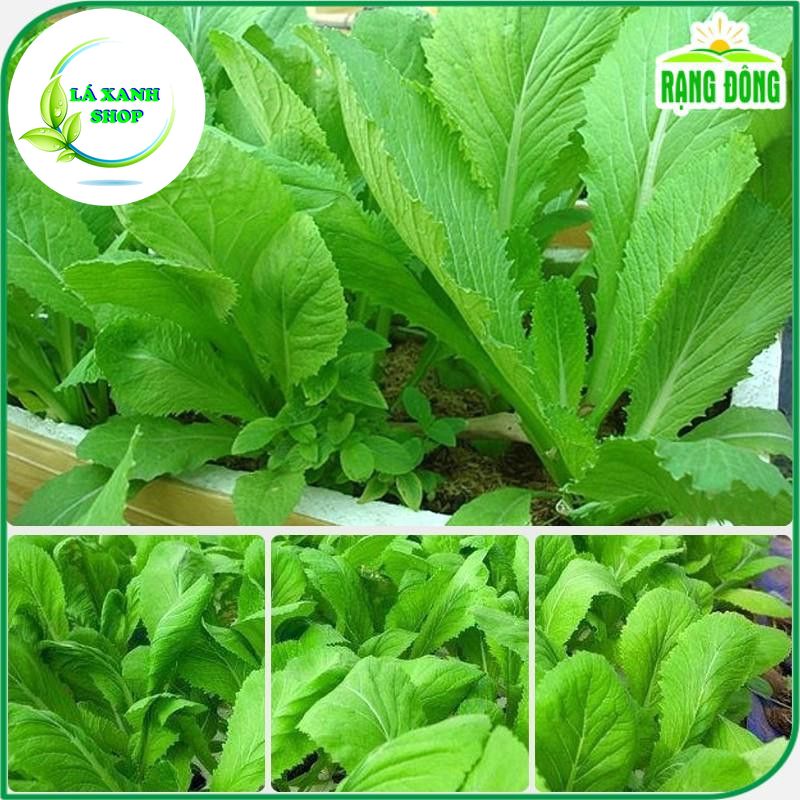 Hạt giống Cải Bẹ Xanh Mỡ (Cải Cay) Chịu Nhiệt, Sinh Trưởng Tốt (20 gram) - Hạt giống Rạng Đông