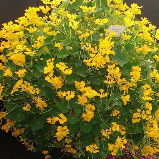 Hạt Giống Hoa cánh phượng vàng 4 Hạt/ Gói goden seed