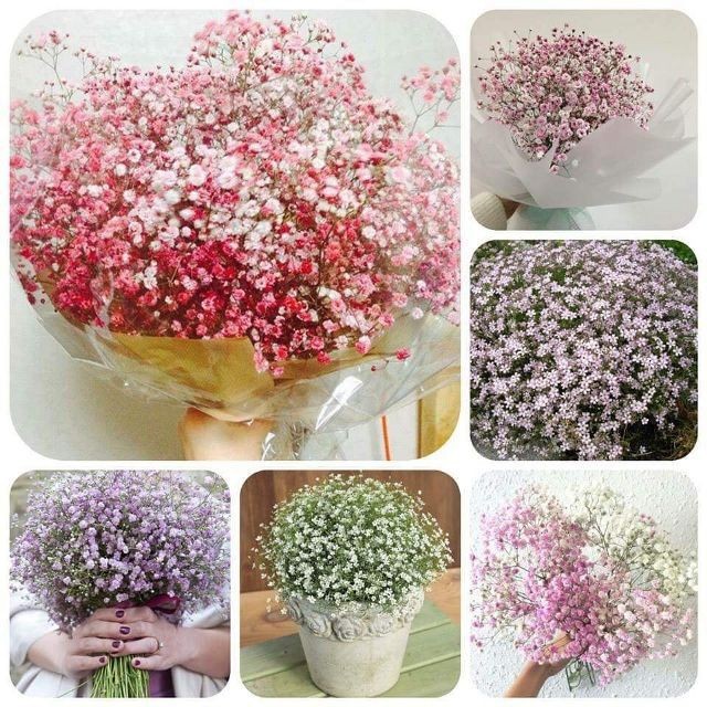 Hạt giống hoa Baby nhiều màu dễ trồng Gypsophila paniculata seeds