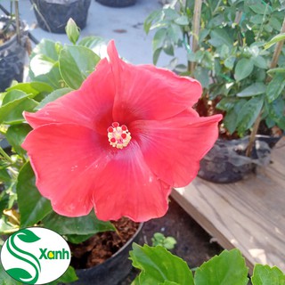 Hoa Dâm Bụt Thái Nhiều Màu, Hoa To