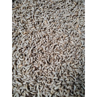 Trứng ruồi lính đen giá rẻ bất ngờ 3k/1g