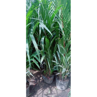Cây Cau Đỏ