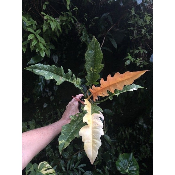 |RẺ NHẤT SÀN| - Philodendron Ring of Fire var - giao cây hình cuối