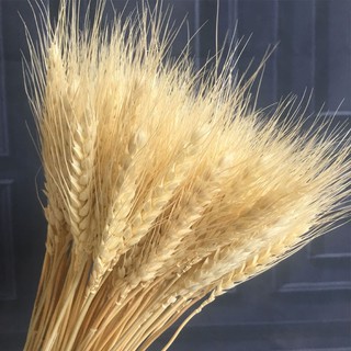 Hoa lúa mạch khô 500g - 1000g
