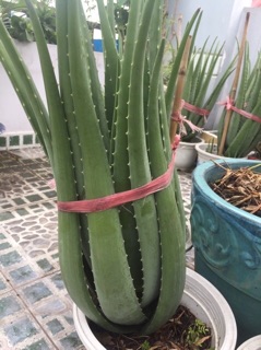 Cây Nha Đam giống Mỹ ( cây trưởng thành )