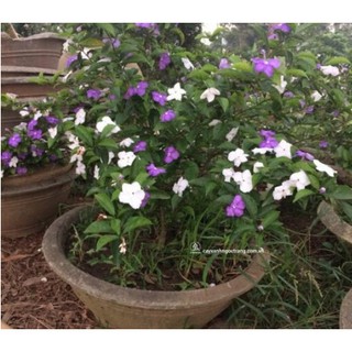 Cây giống hoa Nhài (Lài) Nhật hoa cực thơm - cây trưởng thành đang hoặc sắp cho hoa-UtNho