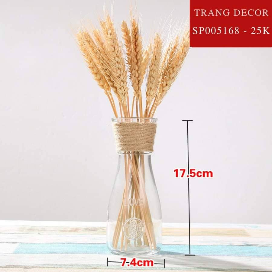 Bình thuỷ tinh cuận dây decor