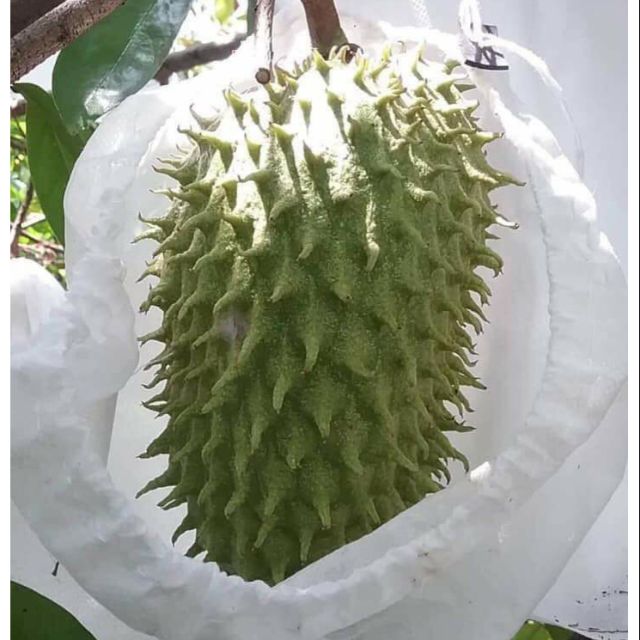 50 túi bao bưởi, mãng cầu