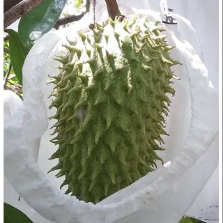 50 túi bao bưởi, mãng cầu