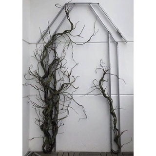 Thân cây giả gỗ rừng/ Cành cổ xoắn đai 1,8 m decor cây giảcao cấp (thân mềm có lõi thép)