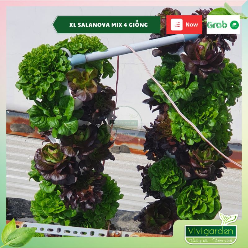 Combo 50 hạt giống xà lách bọc men cao cấp Salanova Johnny Seeds Mỹ siêu ngon giòn ngọt và đẹp