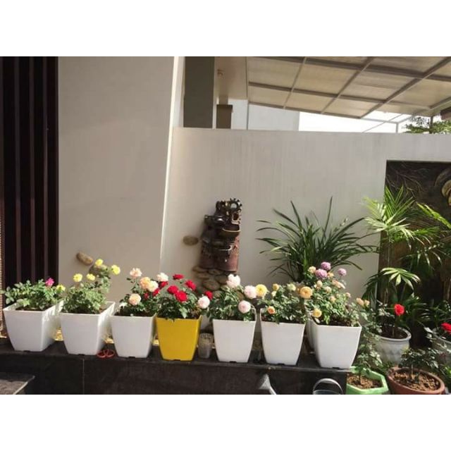 Chậu nhựa vuông V20  loại 1 dày đẹp