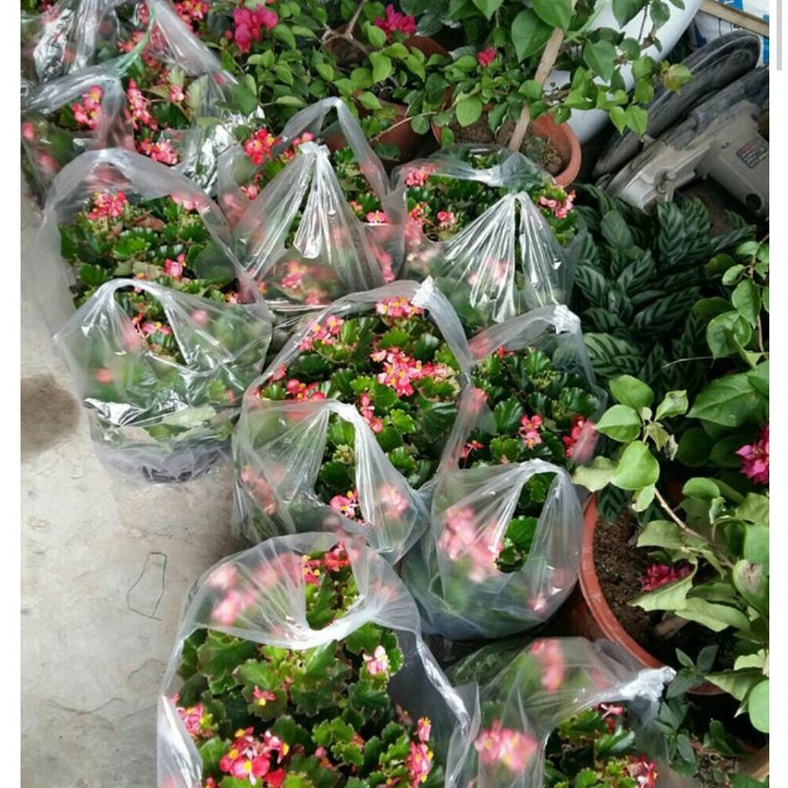 Cây sen cạn