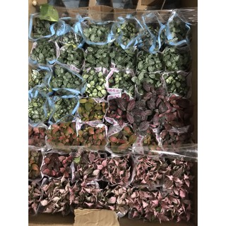 Cây may mắn ( Cây cẩm nhung)