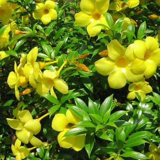 BẦU CÂY GIỐNG HOA KHUYÊN VÀNG (HUỲNH ANH LÁ NHỎ) SIÊU ĐẸP