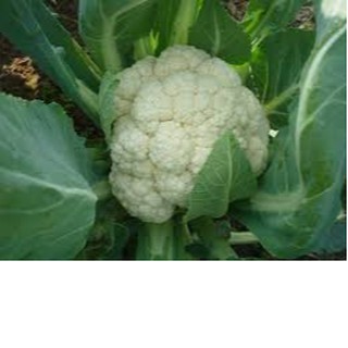 0,5GR - HẠT GIỐNG SÚP LƠ TRẮNG