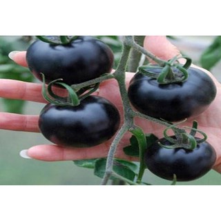 Hạt giống cà chua đen khổng lồ