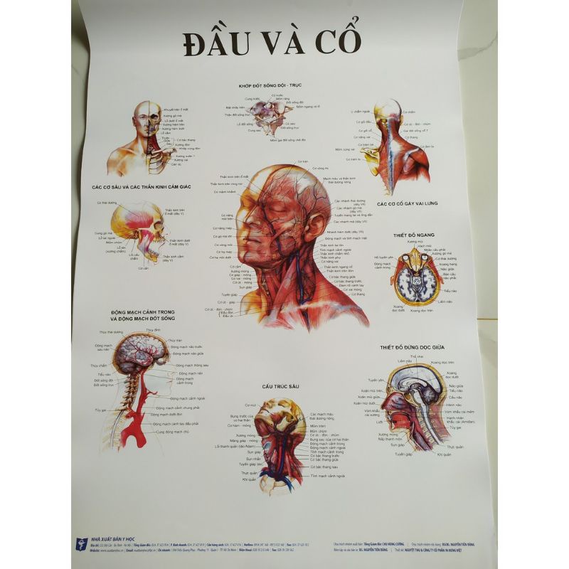 Bộ 13 tranh giải phẫu các hệ cơ quan trong cơ thể con người- hình ảnh sinh động- sắc nét- kích thước mỗi tranh 50cmx70cm