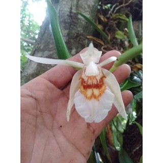Lan Thanh đạm hàm lân 1 khóm