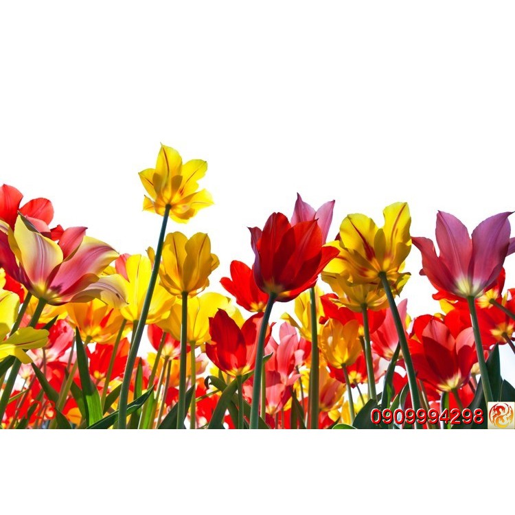 Tranh dán tường Hoa 3d, tranh hoa lá nhiều mẫu - TRANH NỀN PHÒNG LIVE TREAM