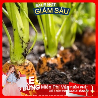 Hạt giống cà rốt f1 - 100 hạt / gói