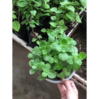 Sen thơm ( nhất mạc hương)