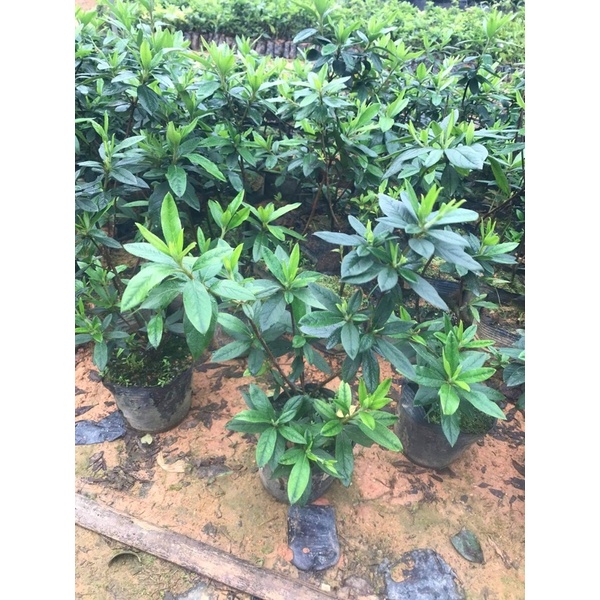 Cây đỗ quyên nhỡ nhanh cho hoa