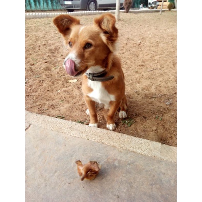 Dog Snagger Tai heo 100 gram cho chó