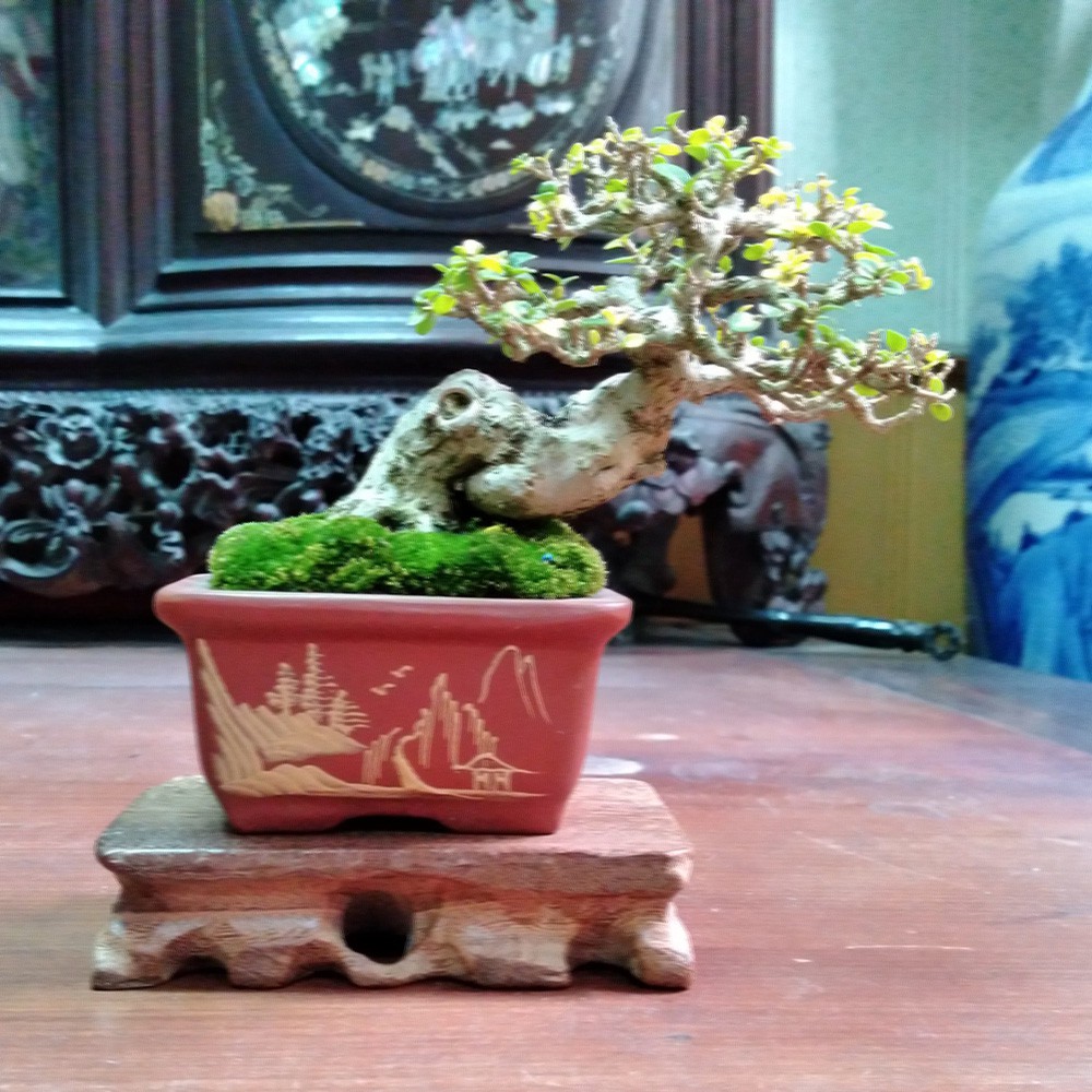 Kệ gỗ muồng đặt tượng, đôn kê bonsai mini-lọ hoa-cây cảnh