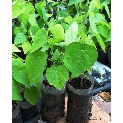 2 BẦU CÂY GIỐNG SƯƠNG SÂM LÔNG