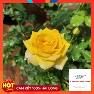 Hoa hồng cổ Sơn La vàng cực đẹp - Làng Hoa Mê Linh