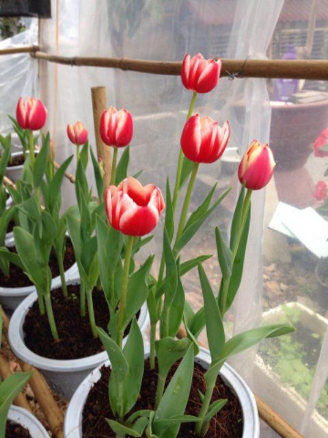 Combo 10 củ hoa tulip đủ màu ,tặng chống nấm