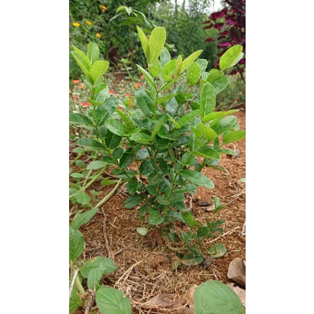 Cây siro 40cm, 30cm