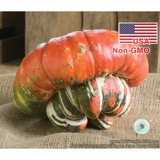 5h Hạt Giống Bí Mũ Thổ Nhĩ Kỳ (A1.301| C38A*W44*M157)