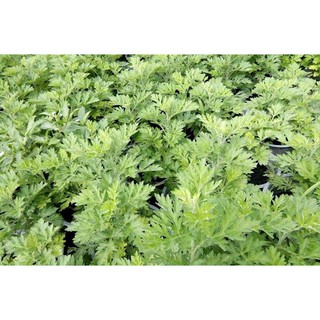 Hạt giống ngải cứu 50 hạt