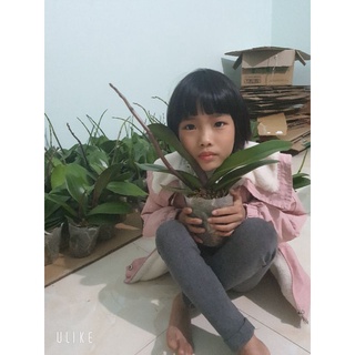 Hồ điệp sẵn cốc 3.5  sẵn ngồng  hoa đại có 9 màu