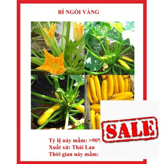 Hạt giống bí ngòi vàng 15 hạt sale